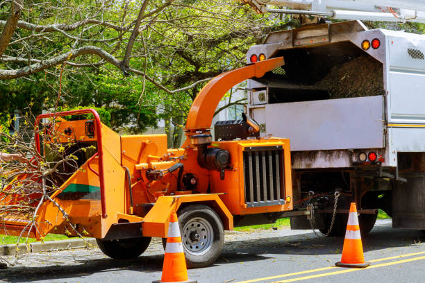 Trusted Lake Leann, MI Tree Service Experts